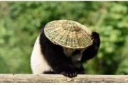 【品趣】古时雨季限定的江湖味：蓑衣剑客